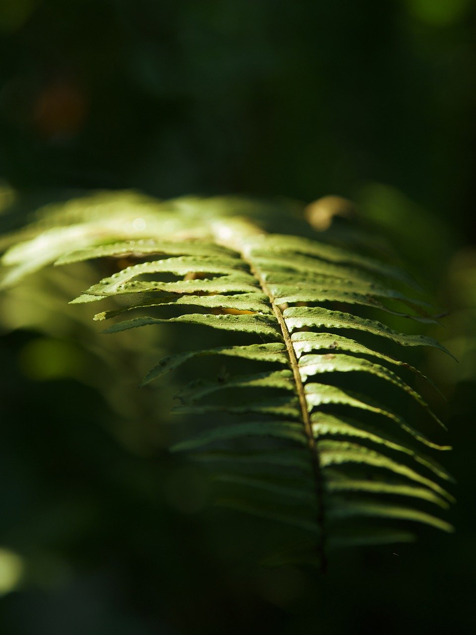 green leaves, fern, foliage-7853561.jpg